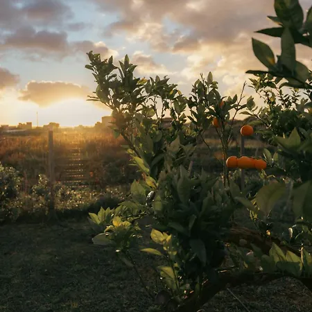 Villa Martina's Vineyard - Marsala